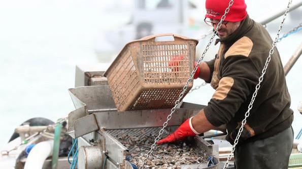 Un pescatore nella nursery delle vongole
