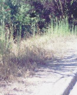 Erba alta e rifiuti sul viale per San Martino