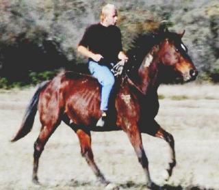 Sopra il maneggio A sinistra si nota la ruspa Sulla sinistra David Bassi in sella a un suo cavallo