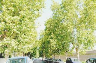 I platani che costeggiano viale Porciatti