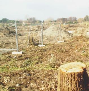 Gli alberi abbattuti nell’area di Riva dei Ronchi
