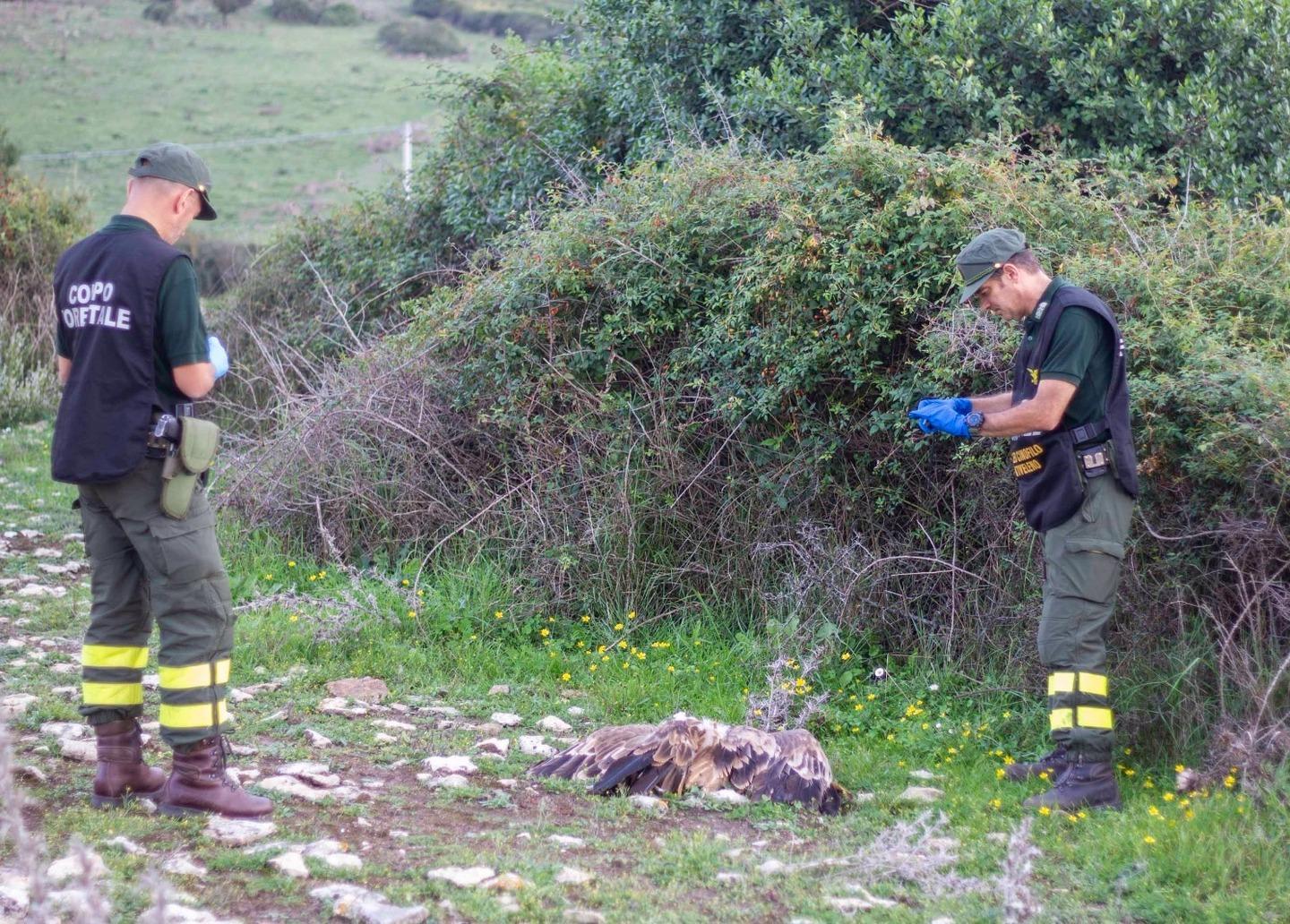 Pramma, la piccola rapace che ha smesso di volare 