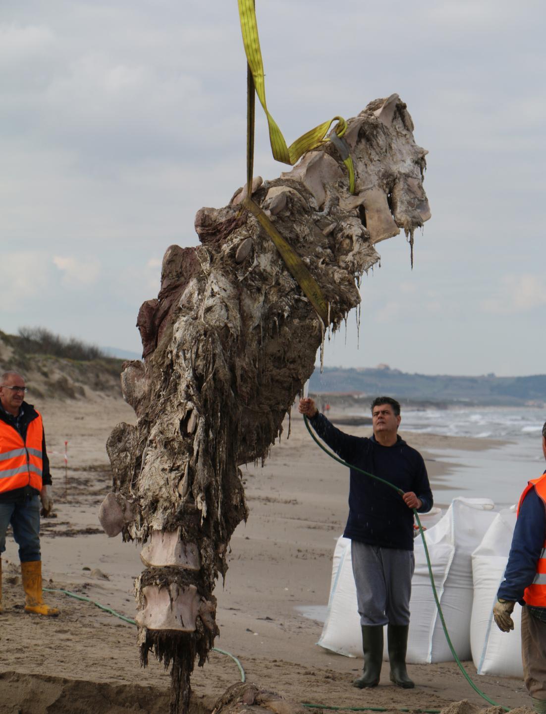Per il gigante Moby Dick una tomba di lusso 