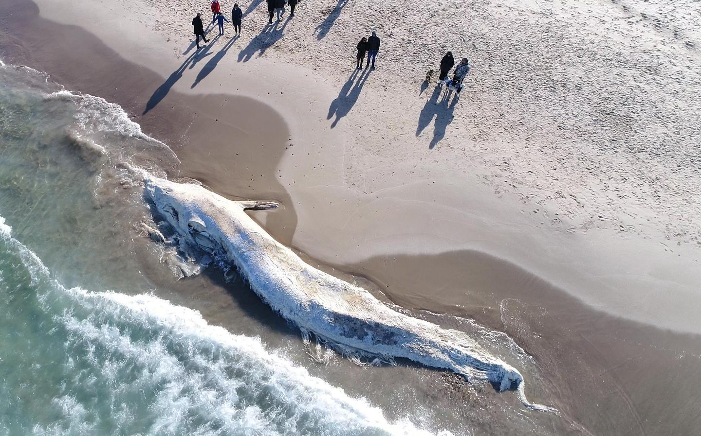 Platamona, una tomba di lusso per il gigante Moby Dick 