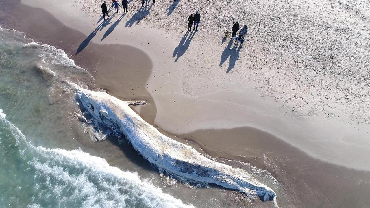 Platamona, una tomba di lusso per il gigante Moby Dick 