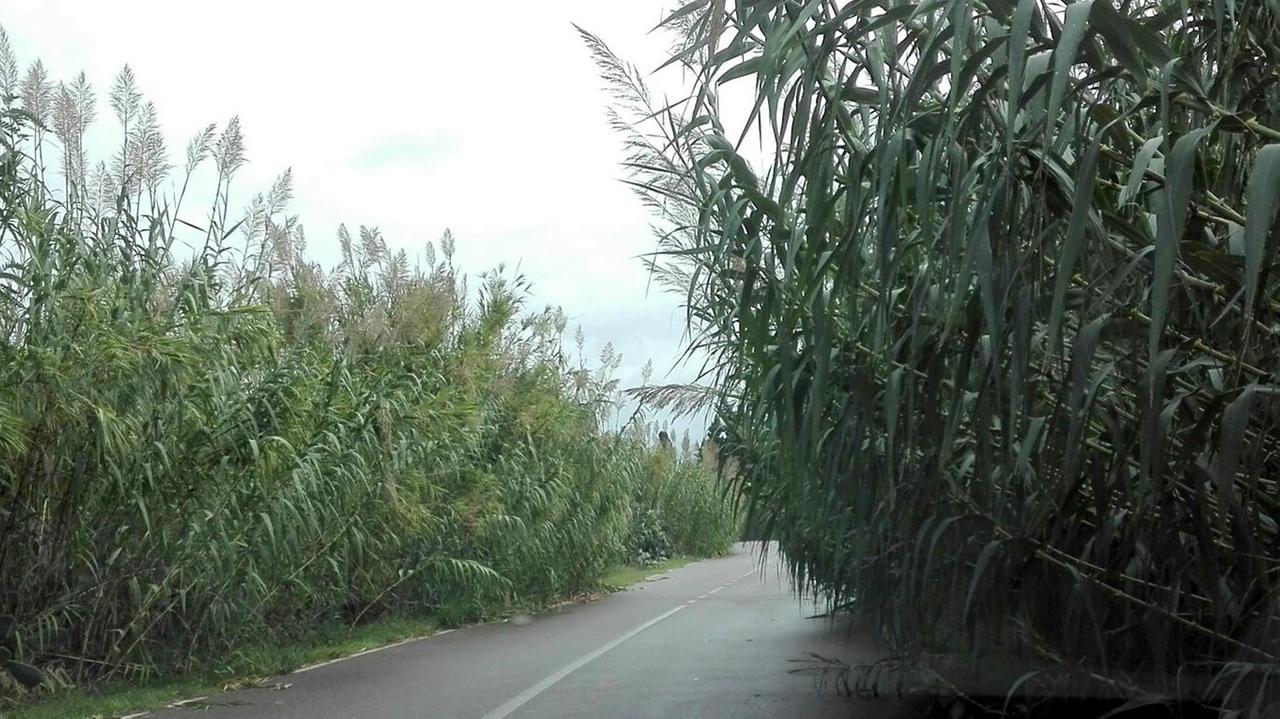 Circonvallazione invasa dai canneti