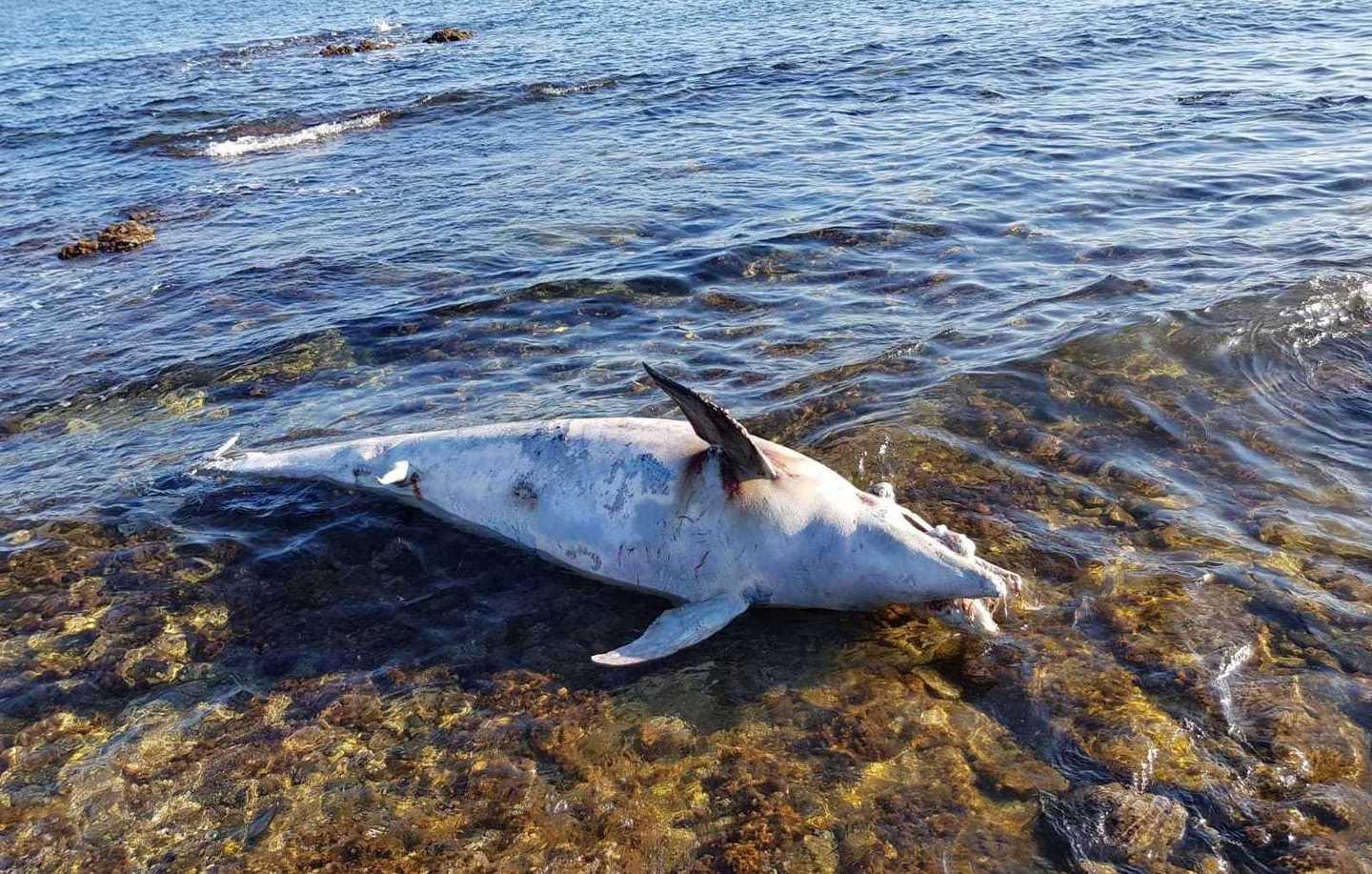 Delfino spiaggiato a Pittulongu