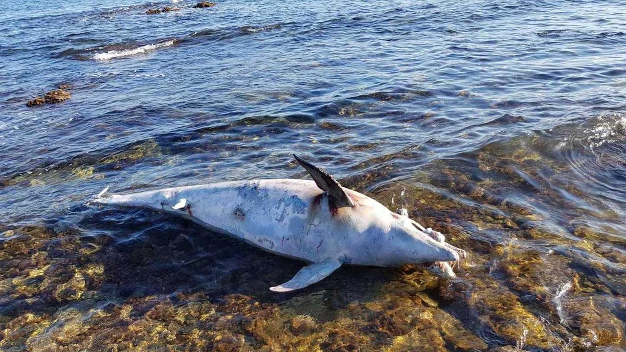 Delfino spiaggiato a Pittulongu