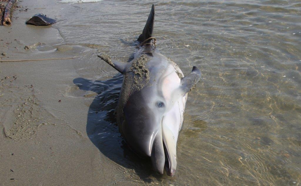 Delfino spiaggiato a Feraxi, accertamenti sulle cause della morte