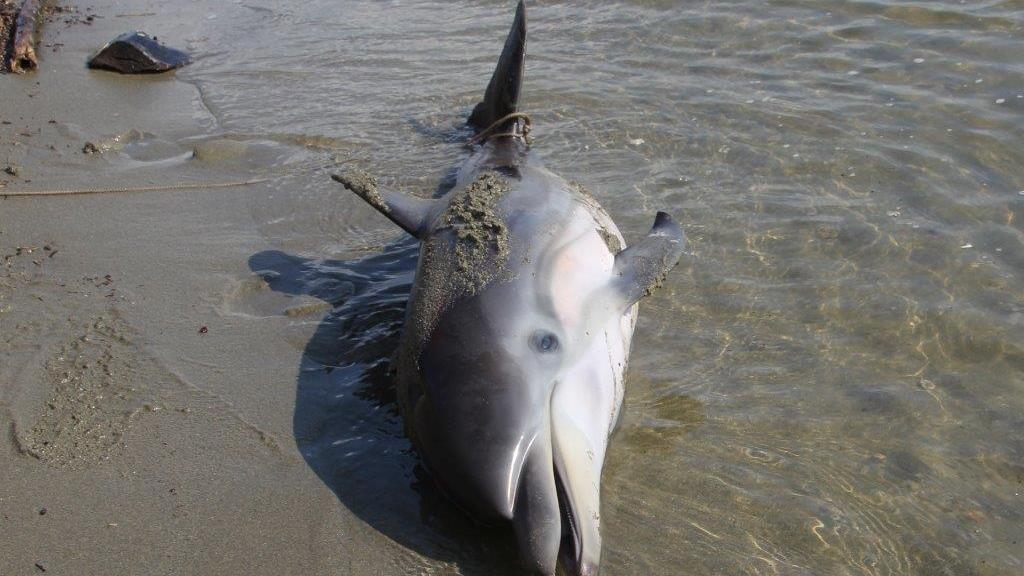 Delfino spiaggiato a Feraxi, accertamenti sulle cause della morte