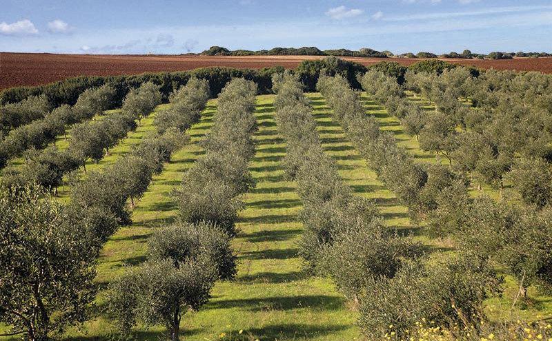 Olive, in Sardegna produzione in calo per le bizze del meteo 