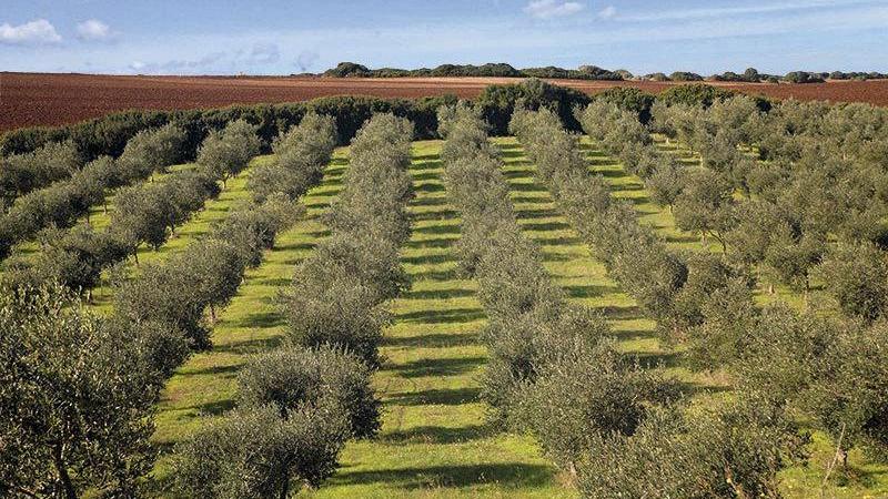 Olive, in Sardegna produzione in calo per le bizze del meteo 