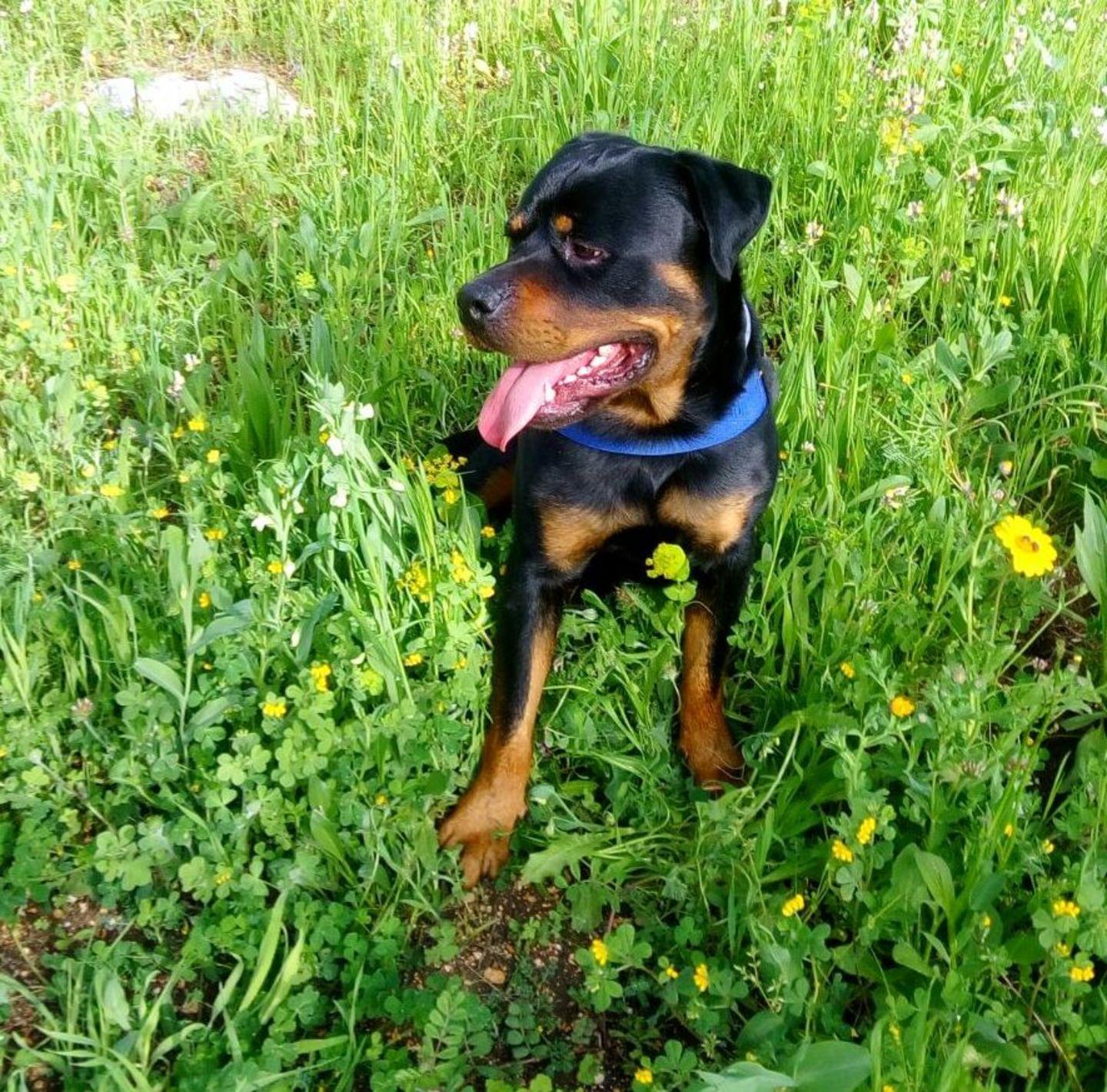 Lo sfogo del proprietario: Victor era come un figlio 