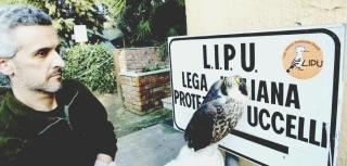 Anche il falco pellegrino dell’ Elba è stato curato al centro Lipu di Livorno