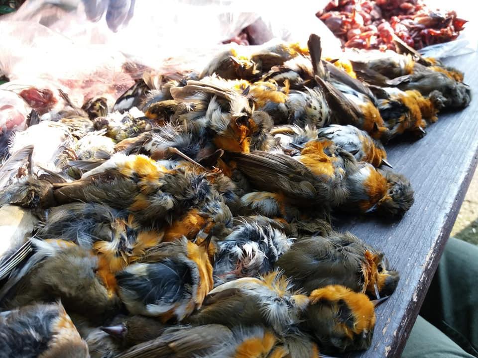 Modena. I volontari del Pettirosso in guerra contro i bracconieri 