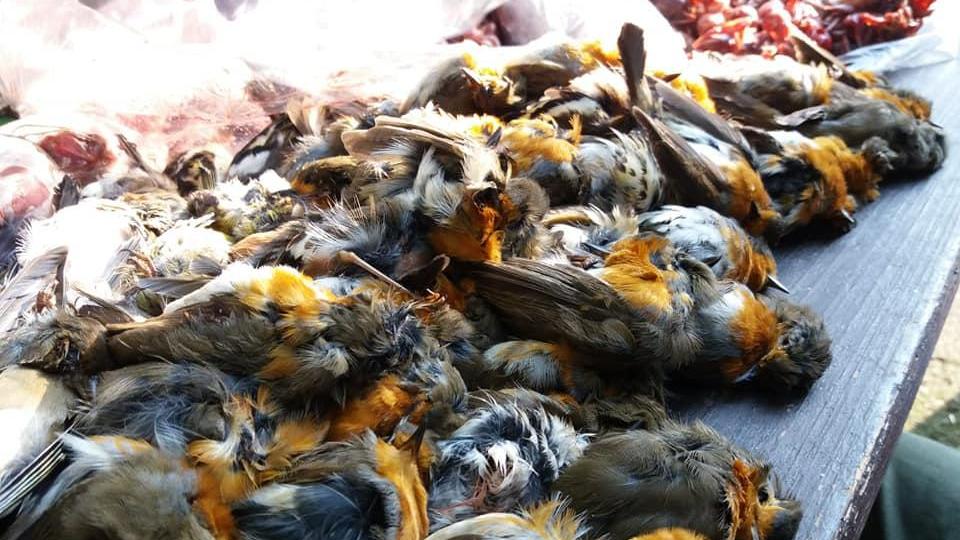 Modena. I volontari del Pettirosso in guerra contro i bracconieri