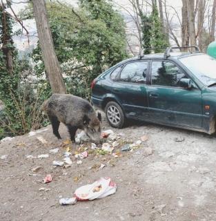 Un cinghiale e sopra l’area a S. Anna dove sono state trovate tracce