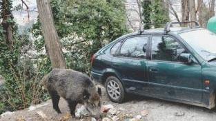 Un cinghiale e sopra l’area a S. Anna dove sono state trovate tracce