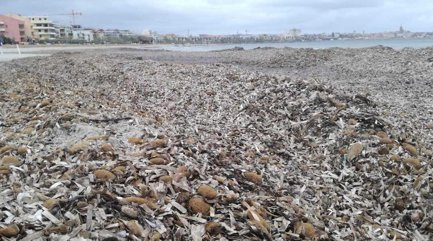 Alghero, Legambiente: «La posidonia protegge gli arenili» 