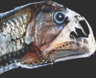 L’impressionante testa della vipera di mare