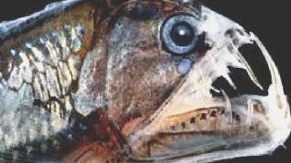 L’impressionante testa della vipera di mare