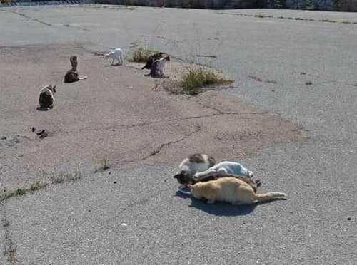 Strage di gatti investiti ad Arbatax 