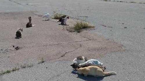 Strage di gatti investiti ad Arbatax