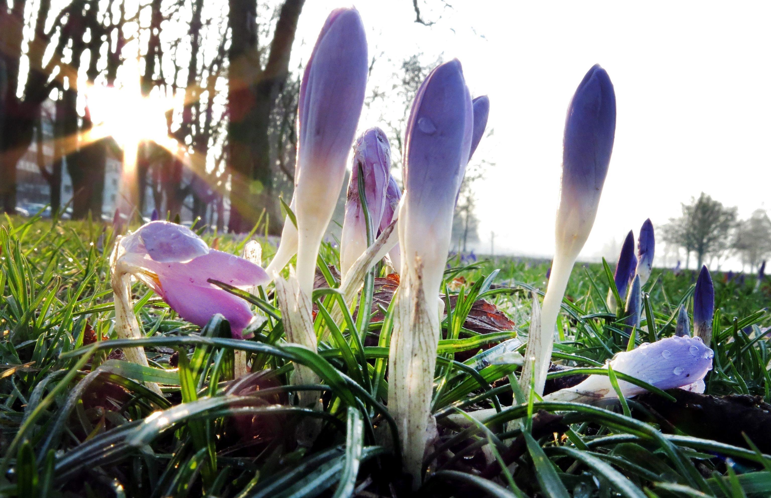 Le strade dello zafferano, l’isola celebra l’oro rosso 
