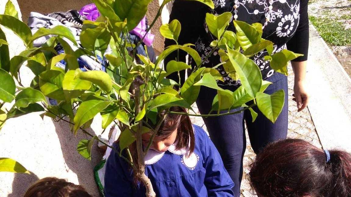 Bitti, più di 200 alunni piantano alberi nella chiesa del Miracolo