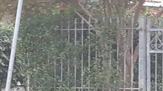 Giovane daino tra le case di Nazioni