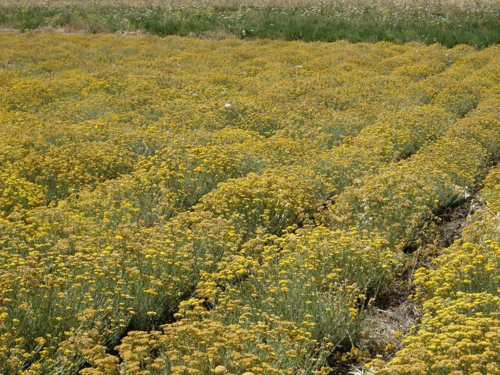 Miniere dismesse, l'elicriso potente alleato per le bonifiche 