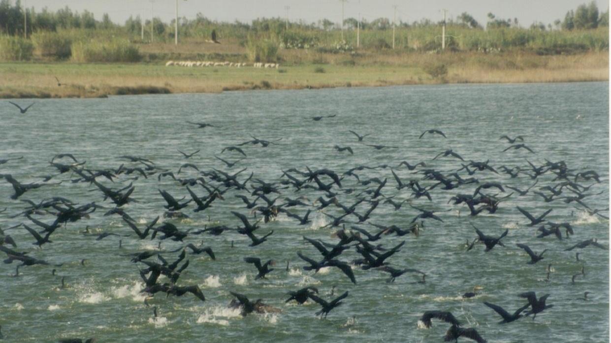 Lagune in crisi: accuse alla gestione cormorani “assolti” 