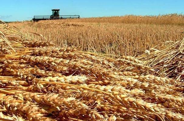 Ritorno al futuro con l’antico “trigu” 