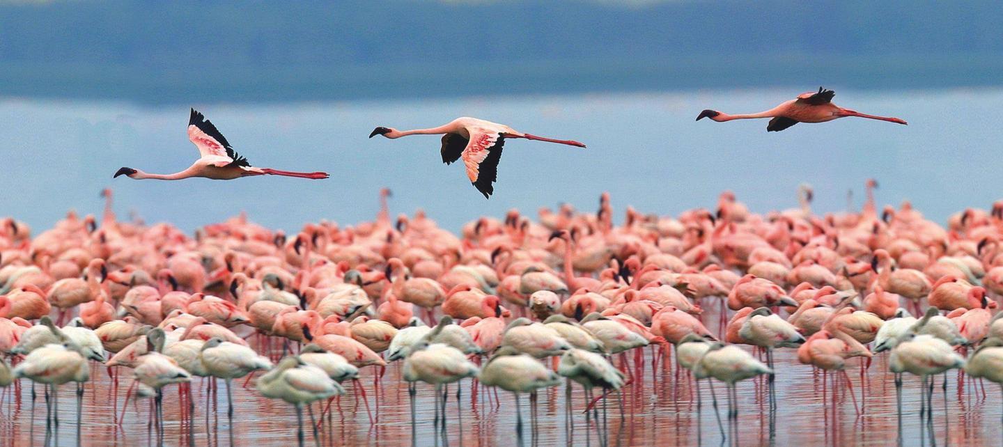 Sguardi al volo: la Sardegna del birdwatching 