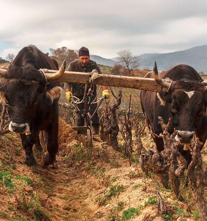 Franco, l’ultimo dei massajos di Mamoiada