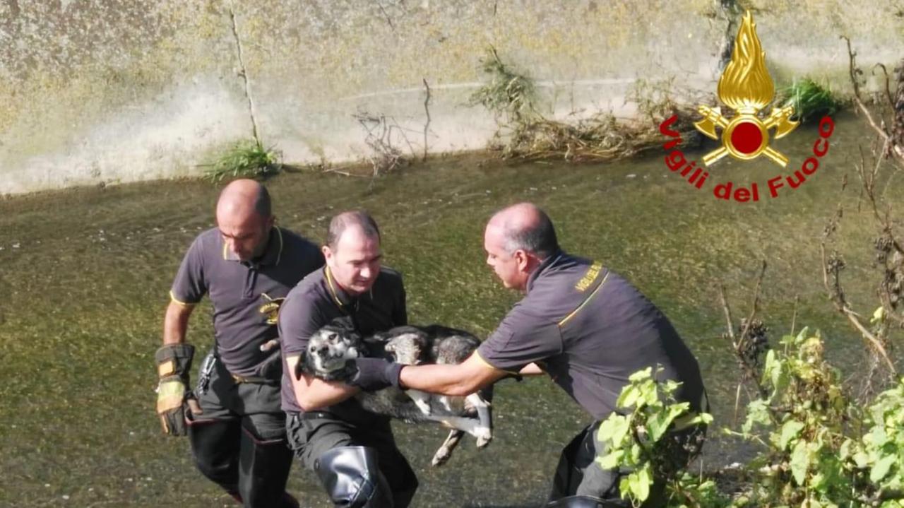 I vigili urbani recuperano un cane caduto in un canale (foto Mario Rosas)