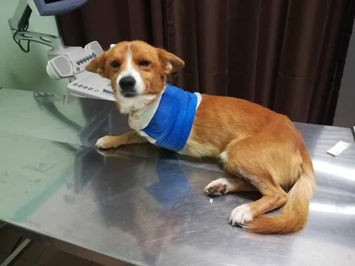 Posada, il cagnolino Pippo cerca casa: amputata la zampa 
