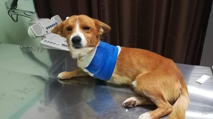 Posada, il cagnolino Pippo cerca casa: amputata la zampa