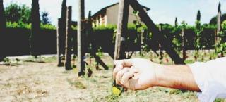 Dalle colline assolate alla spiaggia selvaggiaper scoprire il buon vino