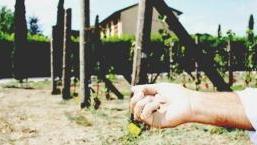 Dalle colline assolate alla spiaggia selvaggiaper scoprire il buon vino