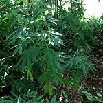 Marijuana, decine di piante nell'orto carabinieri arrestano operaio-coltivatore