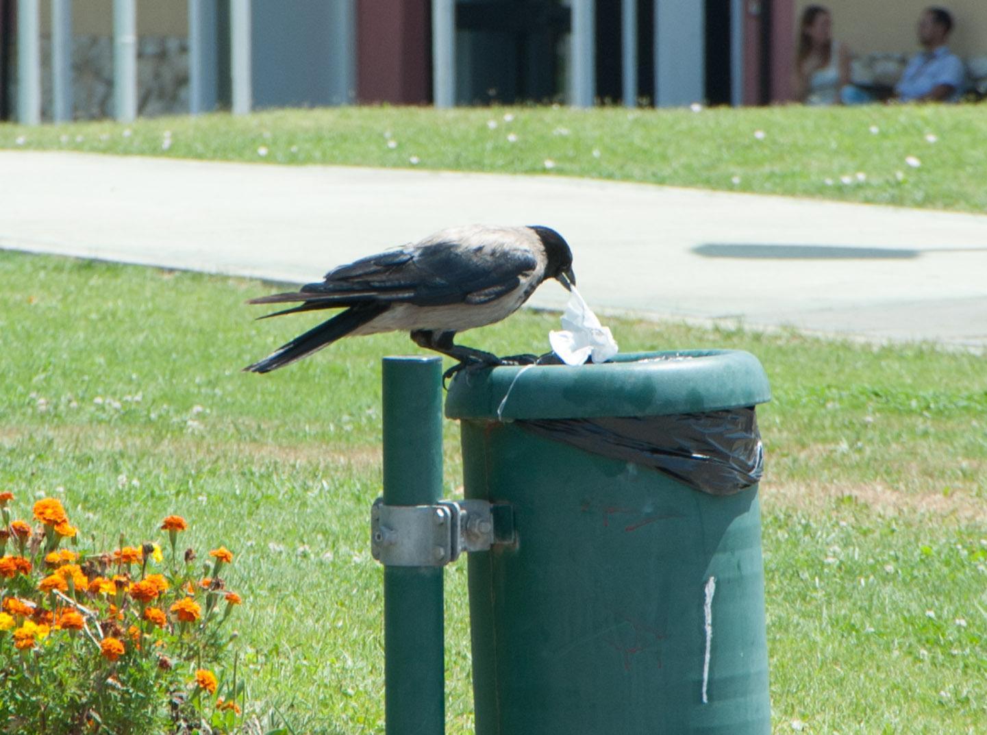 Una cornacchia grigia (foto Mario Rosas)