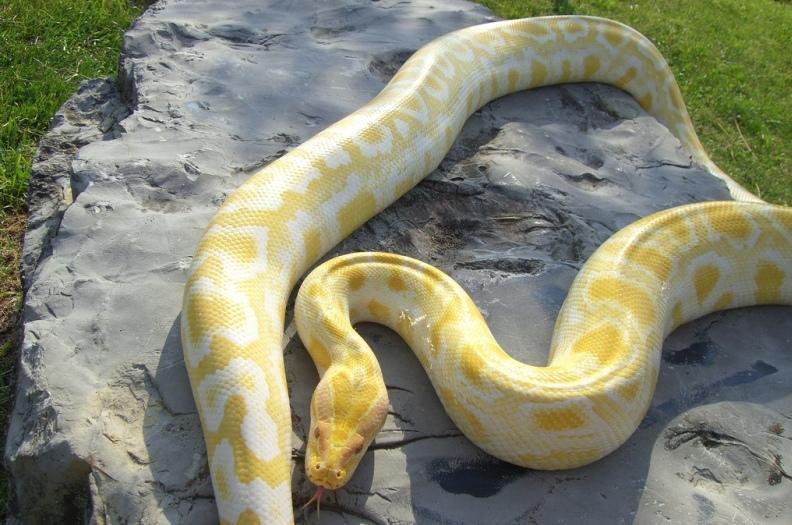 Carabinieri a caccia di un pitone di due metri nei campi di Bibbiano 