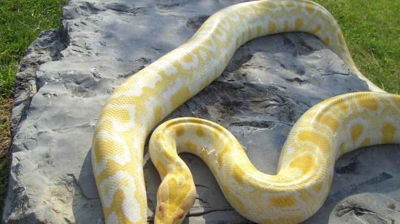 Carabinieri a caccia di un pitone di due metri nei campi di Bibbiano