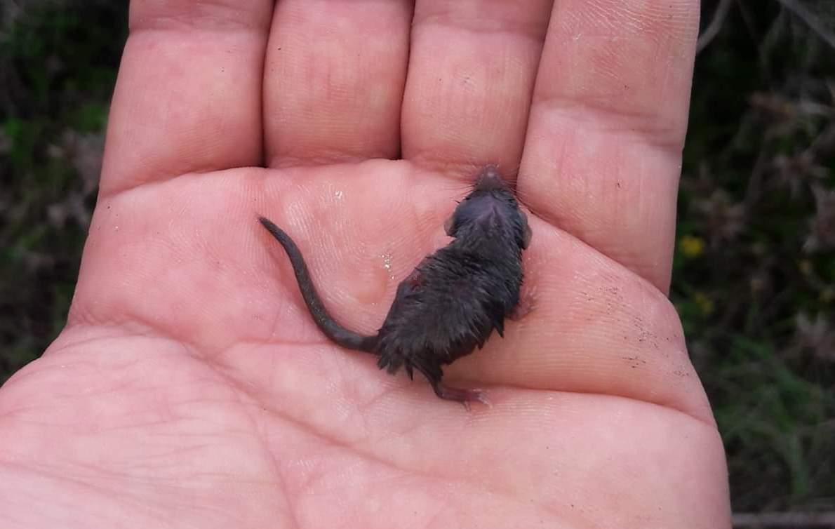 Tavolara, riecco il micromammifero 