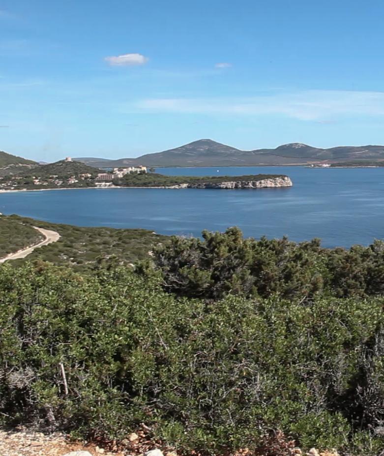 Il Wwf: i daini di Porto Conte non devono essere abbattuti