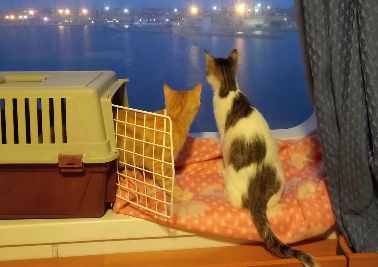 I gatti di “Maia” hanno trovato casa 