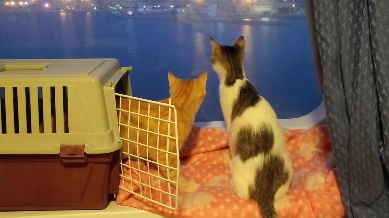 I gatti di “Maia” hanno trovato casa 