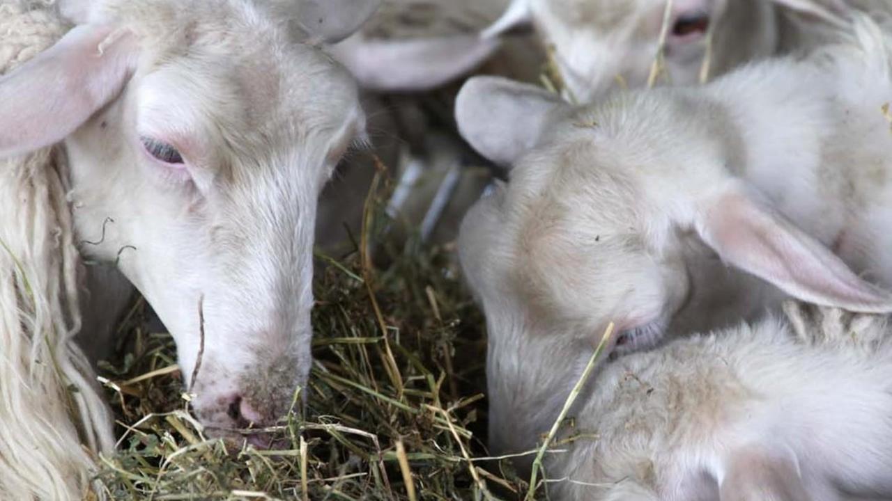 “Latte tutto l’anno” va in Spagna