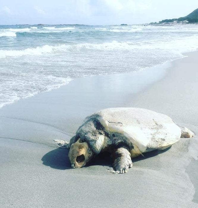 Carcassa di tartaruga in spiaggia 